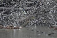 Nycticorax nycticorax