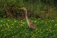 Ardea purpurea
