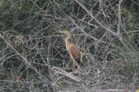 Ardea purpurea