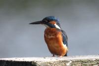 Alcedo atthis