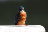 Alcedo atthis