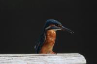 Alcedo atthis