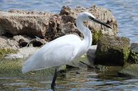 Egretta garzetta