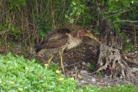 Ardea purpurea