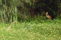 Ardea purpurea