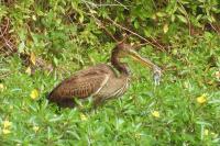 Ardea purpurea