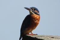 Alcedo atthis