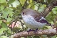 Ficedula hypoleuca