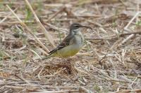 Motacilla flava
