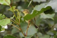 Phylloscopus trochilus