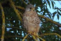 Falco tinnunculus