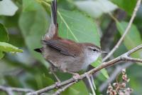 Cettia cetti