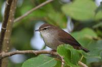 Cettia cetti