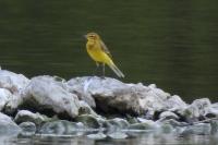 Motacilla flava