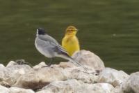Motacilla flava