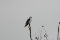 Elanus caeruleus