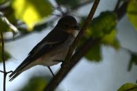 Ficedula hypoleuca