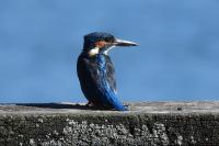 Alcedo atthis