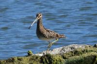 Gallinago gallinago