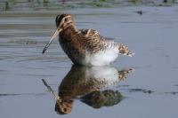 Gallinago gallinago