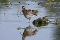 Gallinago gallinago