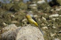 Motacilla cinerea