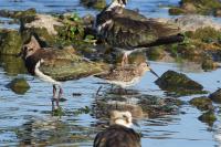 Calidris alpina