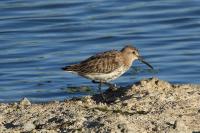 Calidris alpina