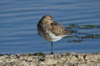 Calidris alpina