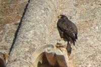 Falco peregrinus