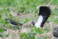 Vanellus vanellus