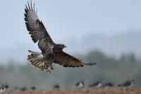 Buteo buteo