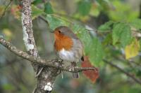 Erithacus rubecula