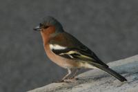 Fringilla coelebs