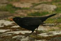 Turdus merula