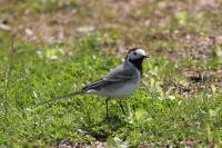 Motacilla alba