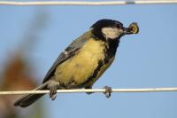 Parus major