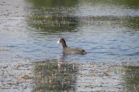 Fulica atra