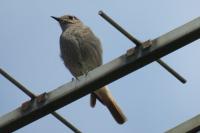 Phoenicurus ochruros