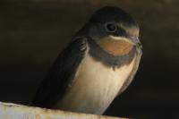 Hirundo rustica