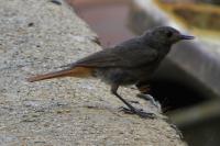 Phoenicurus ochruros