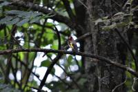 Carduelis carduelis
