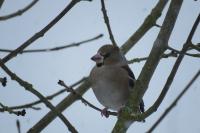 Coccothraustes coccothraustes