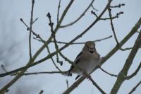 Coccothraustes coccothraustes