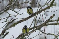 Parus major