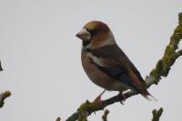 Coccothraustes coccothraustes