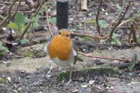 Erithacus rubecula
