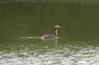 Podiceps cristatus