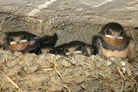 Hirundo rustica