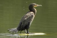 Phalacrocorax carbo